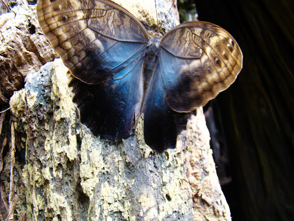 Spotting Image 1