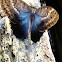 Owl Butterfly