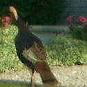 Wild turkey
