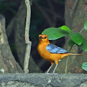 Red-capped Robin-chat