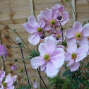 japanese anemone