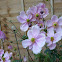 japanese anemone