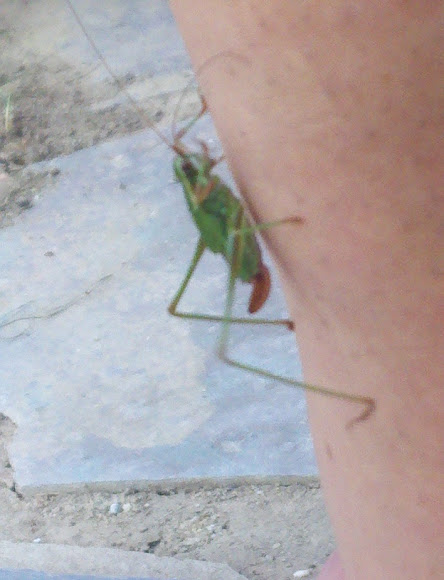 Spotting Image 1