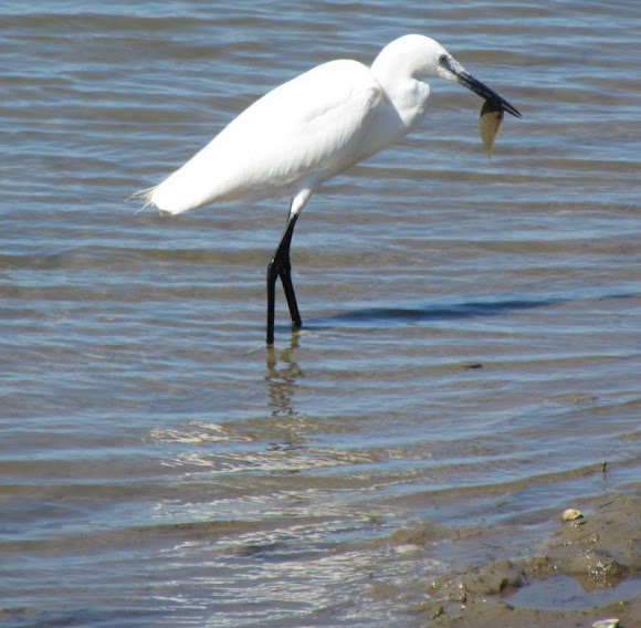 Spotting Image 1
