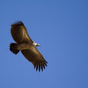 Cape Vulture