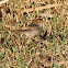 Rattling Cisticola