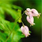 Bleeding Heart