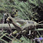 Green tree locust