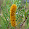 Orange Caterpillar