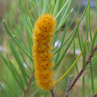 Orange Caterpillar
