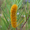 Orange Caterpillar