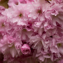 Cherry blossom