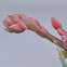 Red Yucca