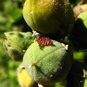 Insect eggs