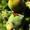 Insect eggs