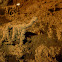 Cave insect tunnels