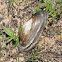 Mussel Shell
