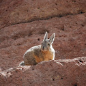 Viscacha
