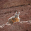 Viscacha