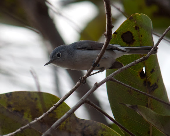 Spotting Image 1