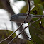 Blue-gray Gnatcatcher