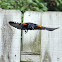 Red-winged Blackbird