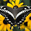 Constantine's Swallowtail