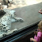 Snow Leopard