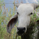 cows