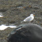 Seagull