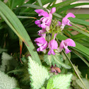Common Self Heal