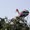 Painted Stork