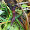 Earthworm