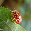 Red and gold tortoise beetle
