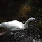 Swan