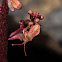 Haploprocta sulcicornis