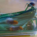 Wooly bear caterpillar