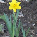 Daffodil