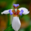 Walking Iris