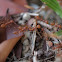 Weaver ants