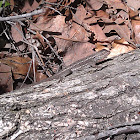 Prairie Lizard