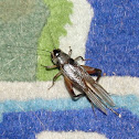 Insect