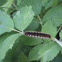 Drinker moth caterpillar