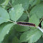 Drinker moth caterpillar