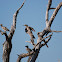 African Grey Hornbill