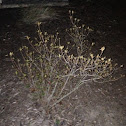 Azaleas