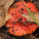 Scarlet Waxy Cap