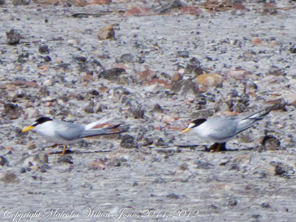 Spotting Image 1