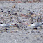 Little tern; Charrancito