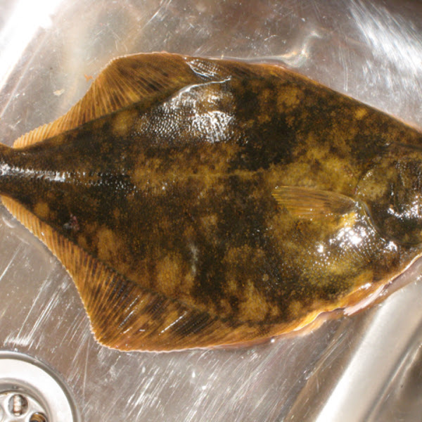 Flounder Project Noah